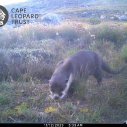 Cape clawless otter